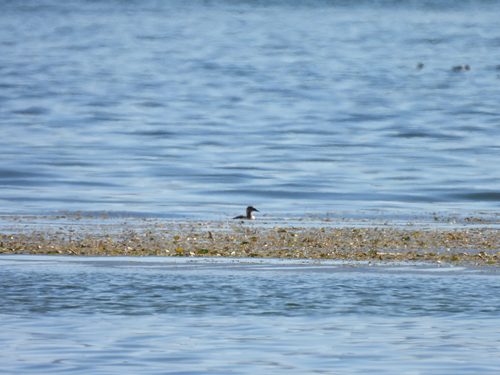 Red-necked Grebe