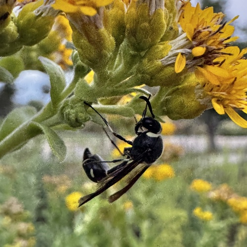 Fraternal Potter Wasp