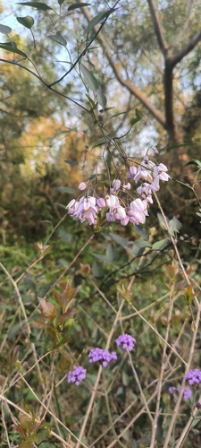 potato vine