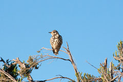 Turdus simensis