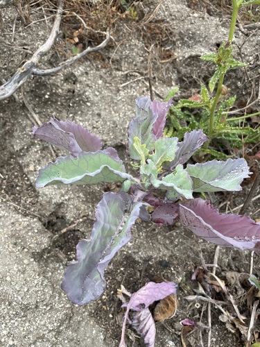 Brassica oleracea