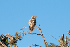 Turdus simensis