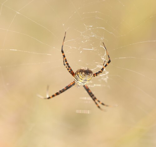 Banded Garden Spider