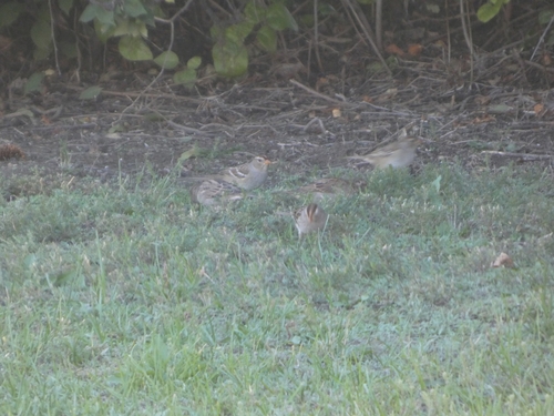 White-crowned Sparrow