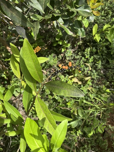 Citharexylum caudatum observed 2026-09-20
