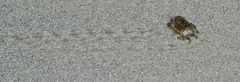 Paragrapsus quadridentatus