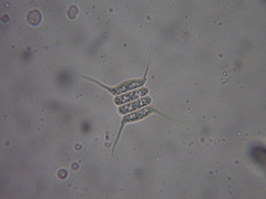 Scenedesmus