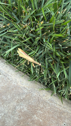 Mediterranean Mantis