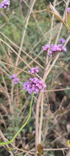 purpletop vervain