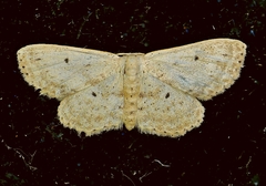 Scopula aemulata