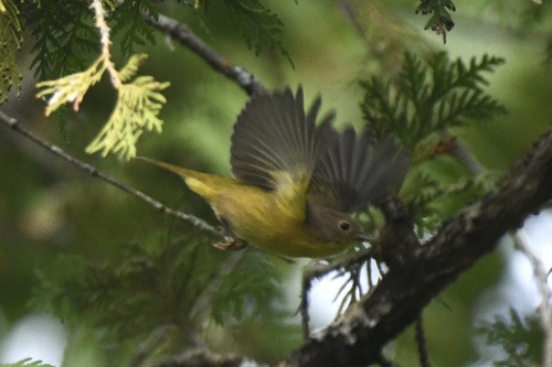 Nashville Warbler