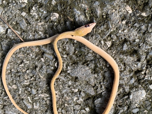 Oriental Whipsnake