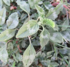 Amaranthus polygonoides