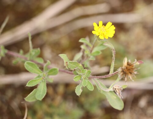 Hairy False Goldenaster