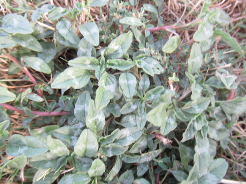 Amaranthus polygonoides, photograph 3