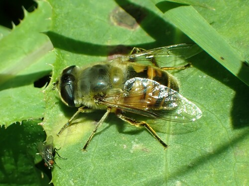 Common Drone Fly