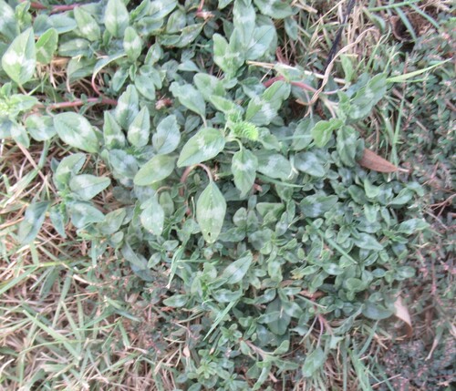 Amaranthus polygonoides, photograph 4