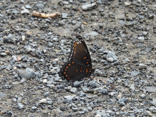 Red-spotted Admiral