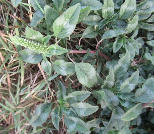 Amaranthus polygonoides, photograph 1