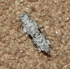 Hypatima simulacrella