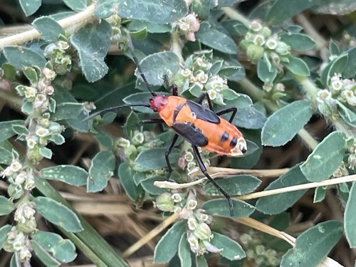 Large Milkweed Bug