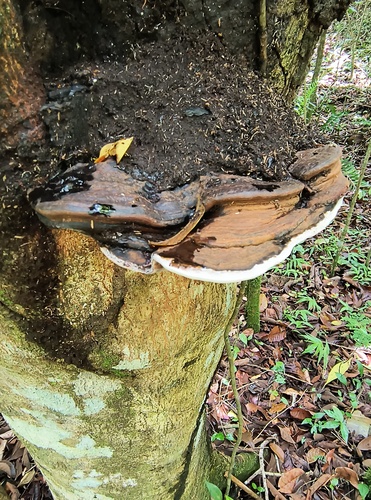 Ganoderma neogibbosum