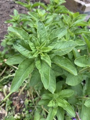 Lysimachia punctata