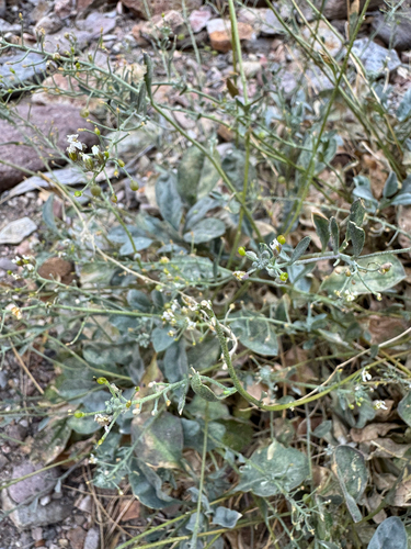white bladderpod