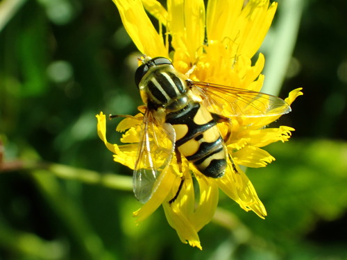 Narrow-headed Marsh Fly