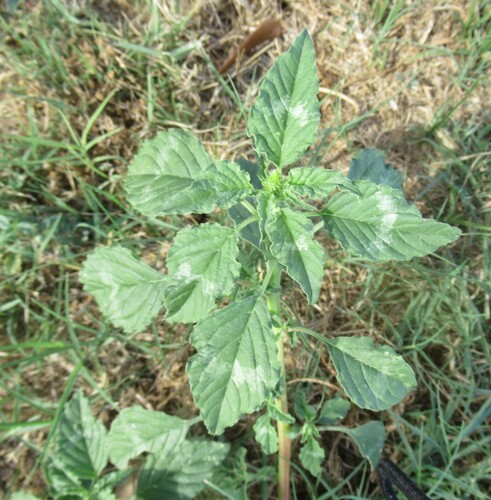 Amaranthus polygonoides, photograph 2