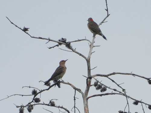 Northern Flicker