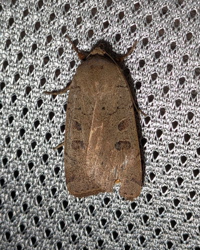 Lesser Yellow Underwing photo 6