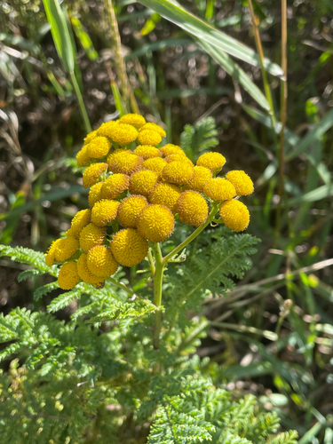 tansy