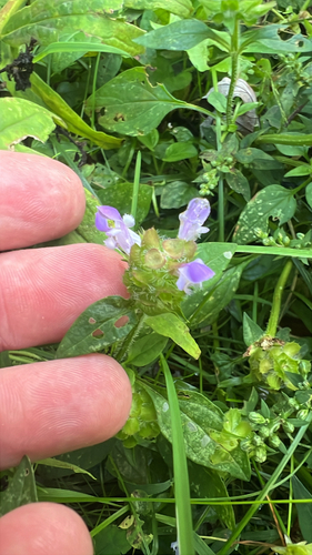 common selfheal