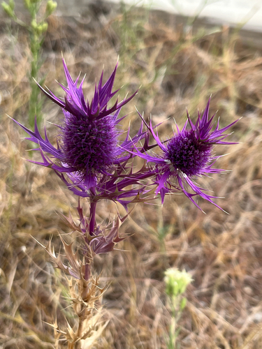 Leavenworth's eryngo