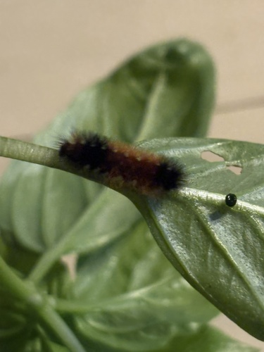 Isabella Tiger Moth