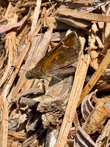 Clouded Skipper