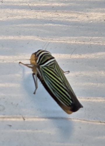 Tylozygus bifidus
