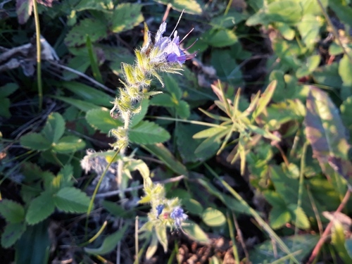 viper's-bugloss