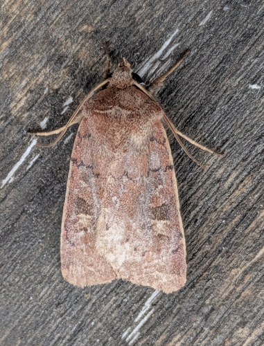 Square-spot Rustic photo 6