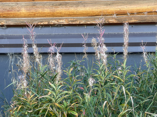 fireweed