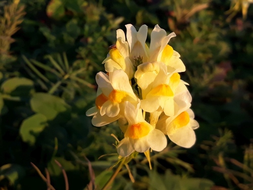 common toadflax