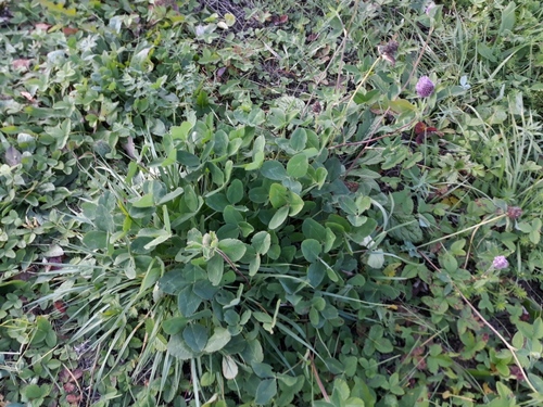Red Clover