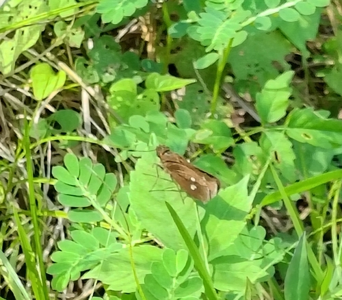 Twin-spot Skipper