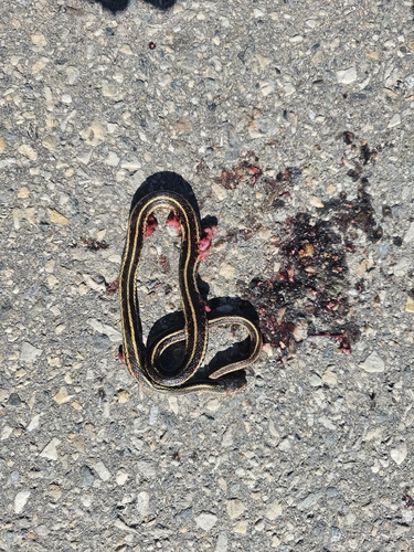 Common Garter Snake