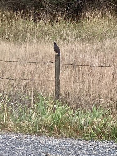 California Quail