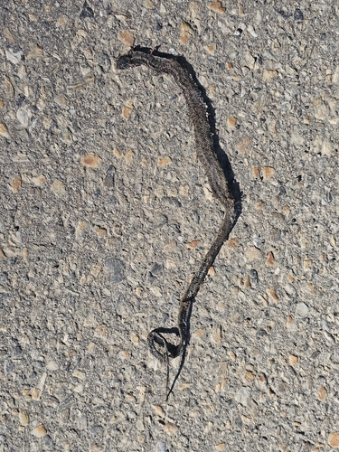 Western Terrestrial Garter Snake
