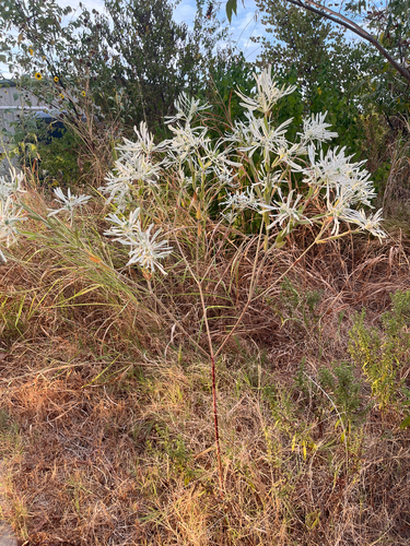 snow-on-the-prairie