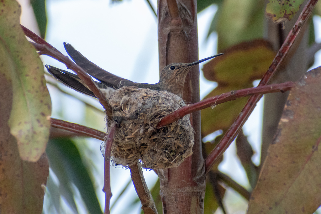 Giant Hummingbird (Southern)