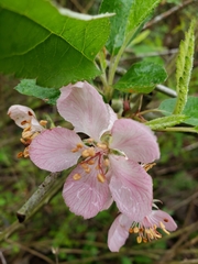 Malus ioensis